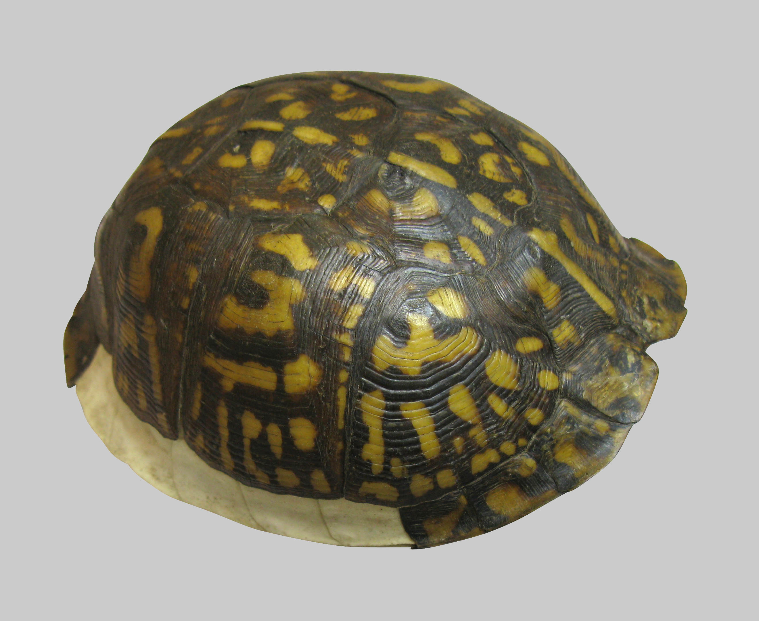 Box Turtle (Terrapene sp.) Carapace