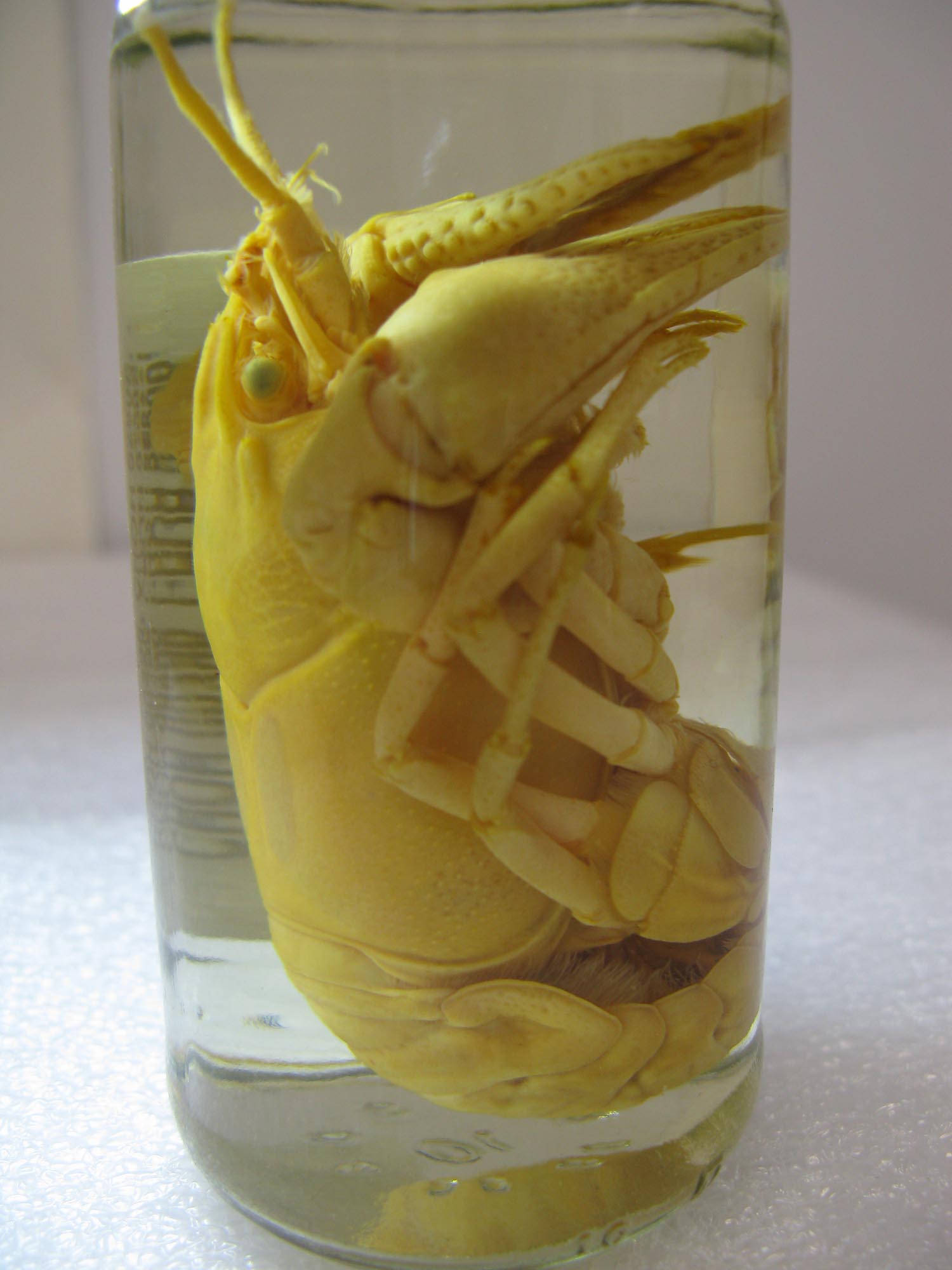 Crayfish specimen in a jar