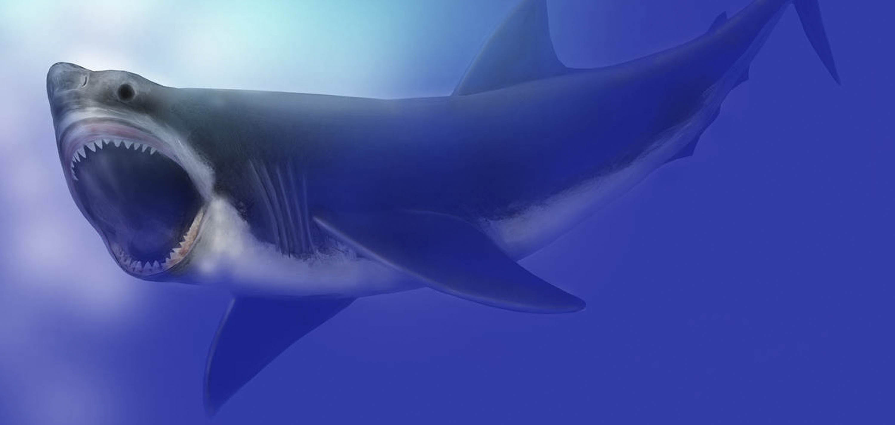 Depiction of Miocene great white shark
