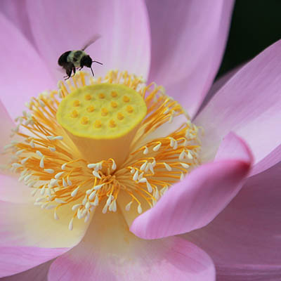Bee on Pink lotus flower