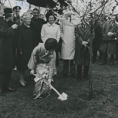 Mrs. Ryuji Takeuchi reenacting the original 1912 planting of the first cherry trees on the National Mall
