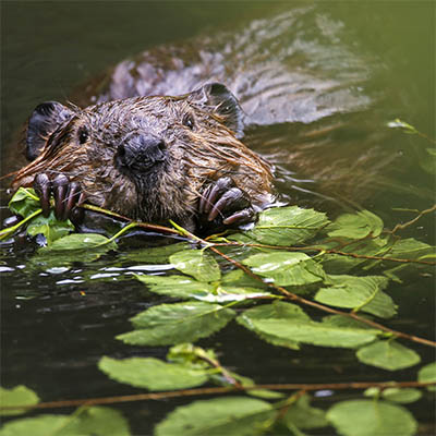 Beaver chewing on stick