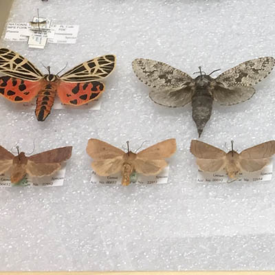 Butterfly specimens in storage cabinet