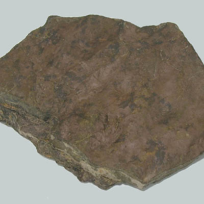 fossil that displays footprints from a quadrupedal animal with a small five-fingered hand and a larger five-toed foot.