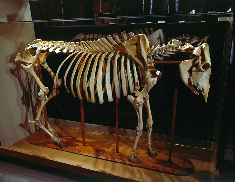 Mounted cow skeleton