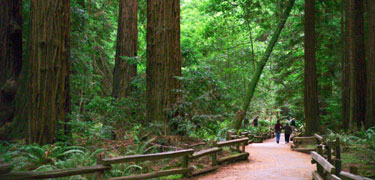 Image of trail leading through Muir Woods.