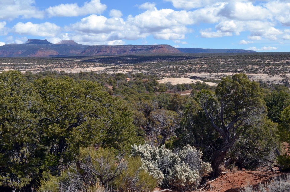 Pinyon and juniper trees across Cedar Mesa, with the Bear’s Ears Buttes in the background