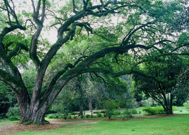large live oak tree with many branches surrounded by smaller trees and shrubs