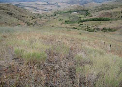 A shortgrass prairie ecosystem on a hillside.
