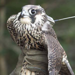 Peregrine falcon with attached satellite transmitter