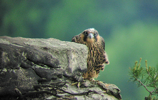 Peregrine falcon sitting on rock ledge