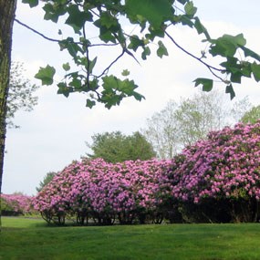 rhododendrons in bloom