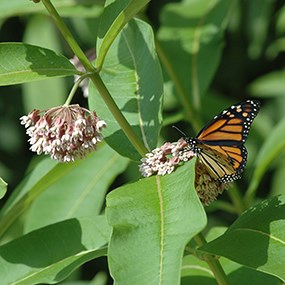 monarch on milkweed plant