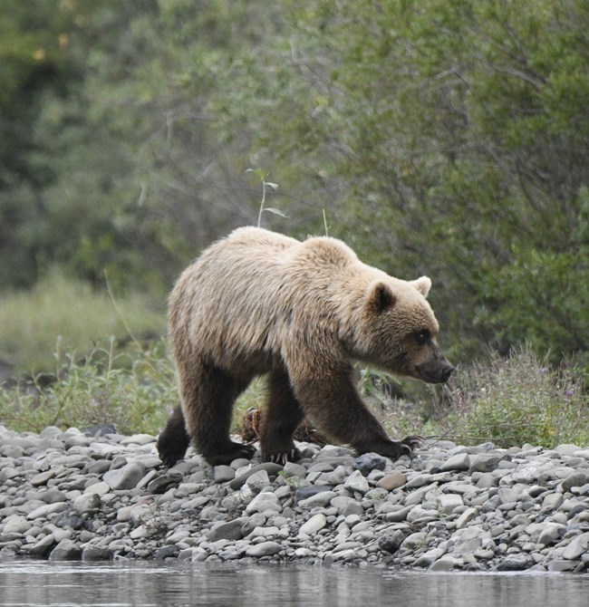 Grizzly bear along river