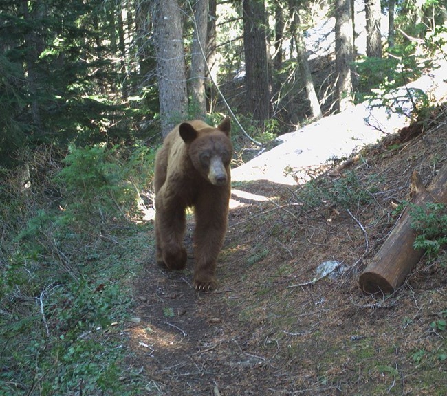 A bear walks through the forest.