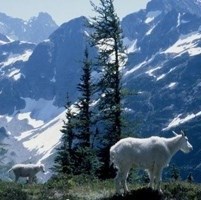 Mountain goat with mountains in the background.