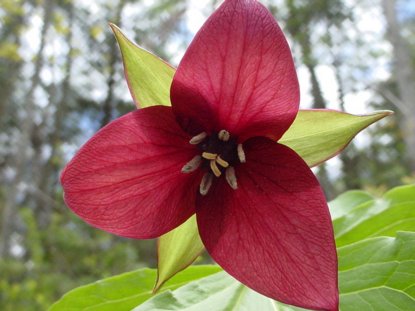 Trillium Blossom