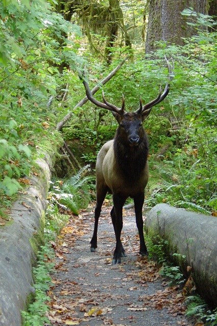 A bull elk on a trail in the Hoh Valley