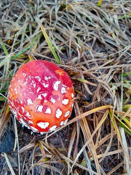 Fly agaric (Amanita muscaria), poisonous and mycorrhizal