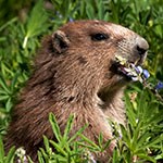 Marmot eating lupine on Hurricane Ridge