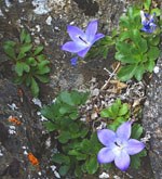 Low-growing star-shaped blue flowers grow in rock crack