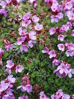 bright pink flowers emerge from a low mat of green leaves