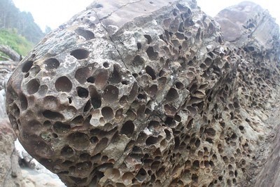 The image depicts a rock on the Pacific Coast with small round holes left by piddock clams