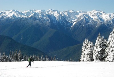 This image depicts a person cross country skiing across a snow field towards frosted trees with the snowcapped Olympic mountains in the background.