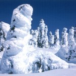 Firs plastered with 1-2 feet of snow and ice with blue sky above