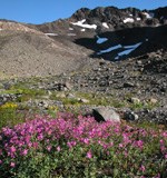 Bright pinkish red flowers in gravel with rocky peak with snow patches in back