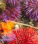 round, spiny purple and red urchins & orange frilly nudibranch in tidepool