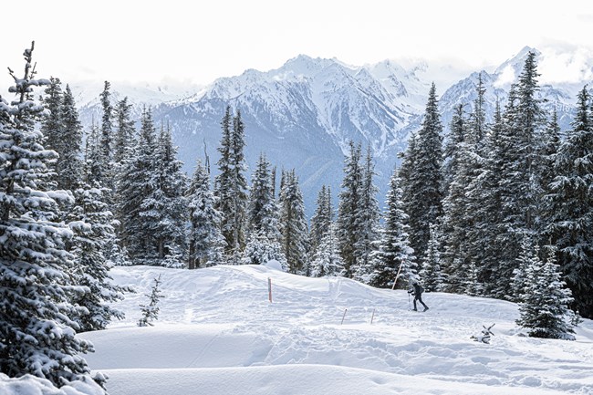 Subalpine landscape with snow-covered trees and mountains and a cross-country skier in the foreground.