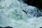 fish jumping up a waterfall