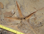 fossil sea star