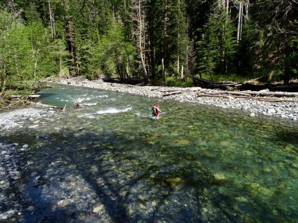 A hiker fords the North Fork Quinault River, using trekking poles for stability. The water is about thigh deep for this particular hiker.