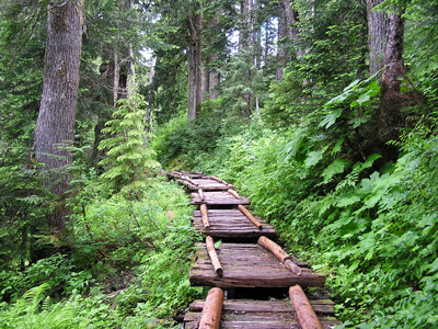 A boardwalk section of trail ascending a gradual slope. The boardwalk is raised in sections, making a gradual staircase effect. Thick greenery grows on each side of the boardwalk.