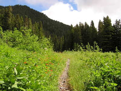 Trail to Ranger Station, Low Divide