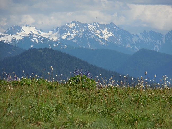 The beautiful meadows of Hurricane Ridge are a must-see on a summer visit to Hurricane Ridge.