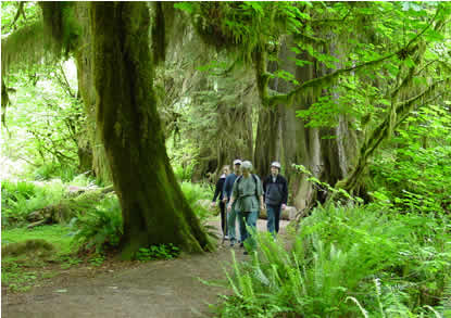 people walking on trail through rain forest