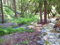 Take a hike in the old-growth forest.