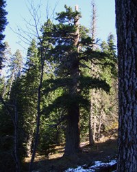 View of the Big Tree on the Big Tree Trail.