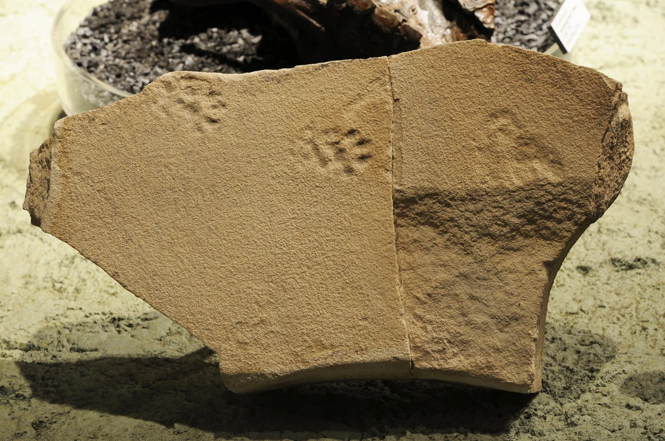 A beige rock with cat-like pawprints in it.