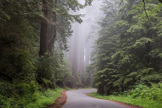 Redwood trees flanking a road with mist in the background.