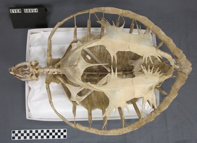 Skeleton of green sea turtle