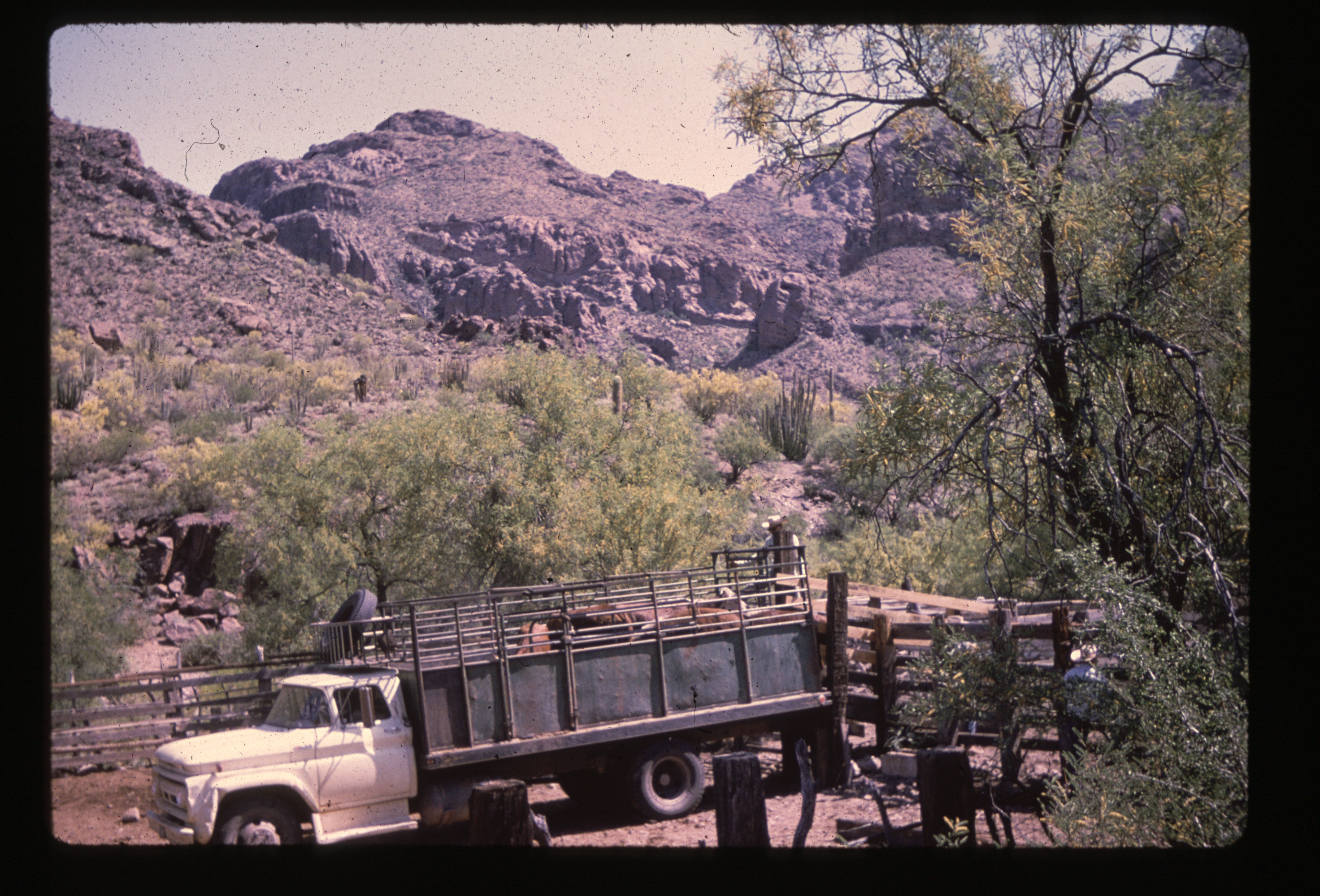 Final cattle being removed, 1972