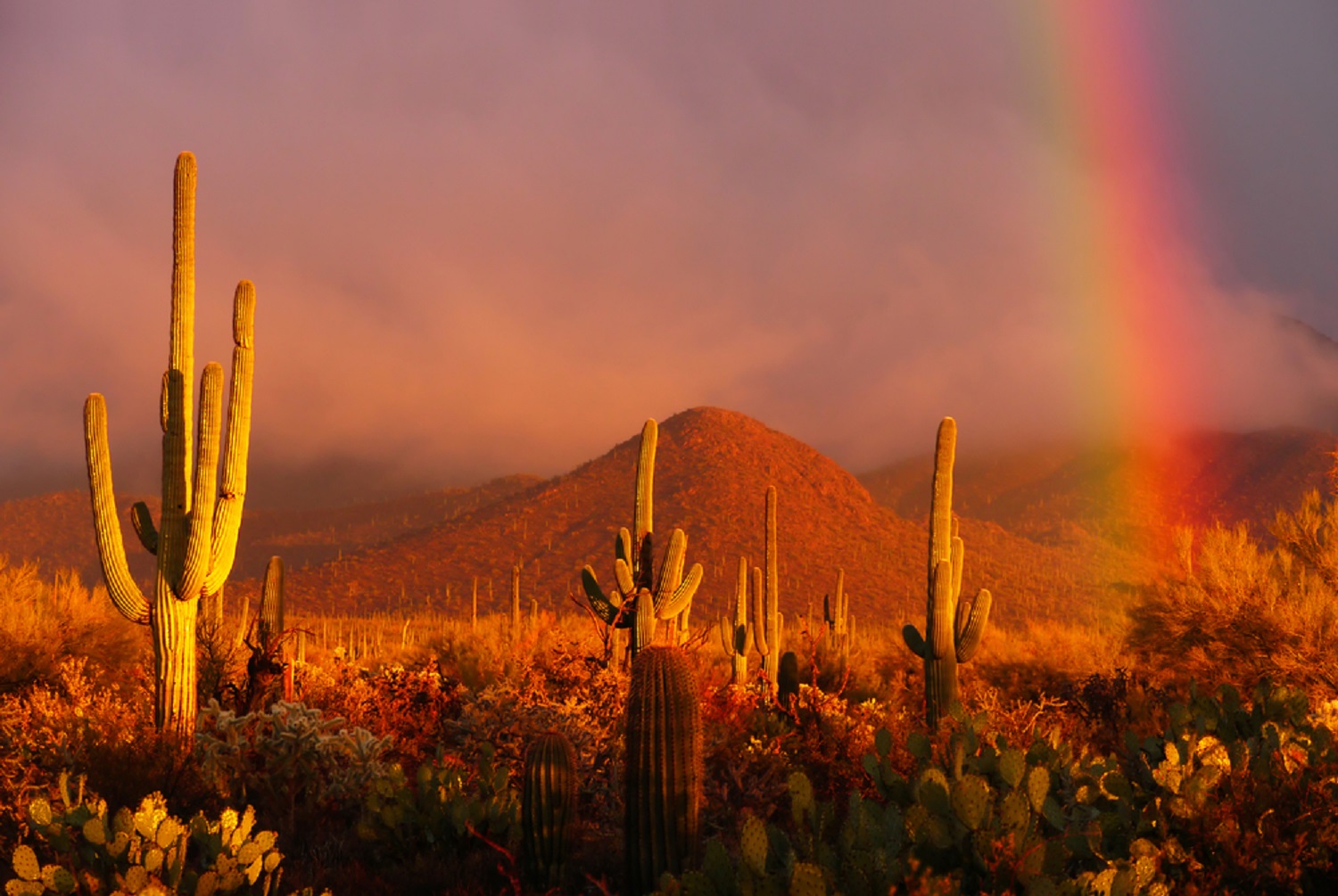 Saguaro, prickly pear, and cholla grow in front of a hill. Sunlight casts a rainbow in the background.
