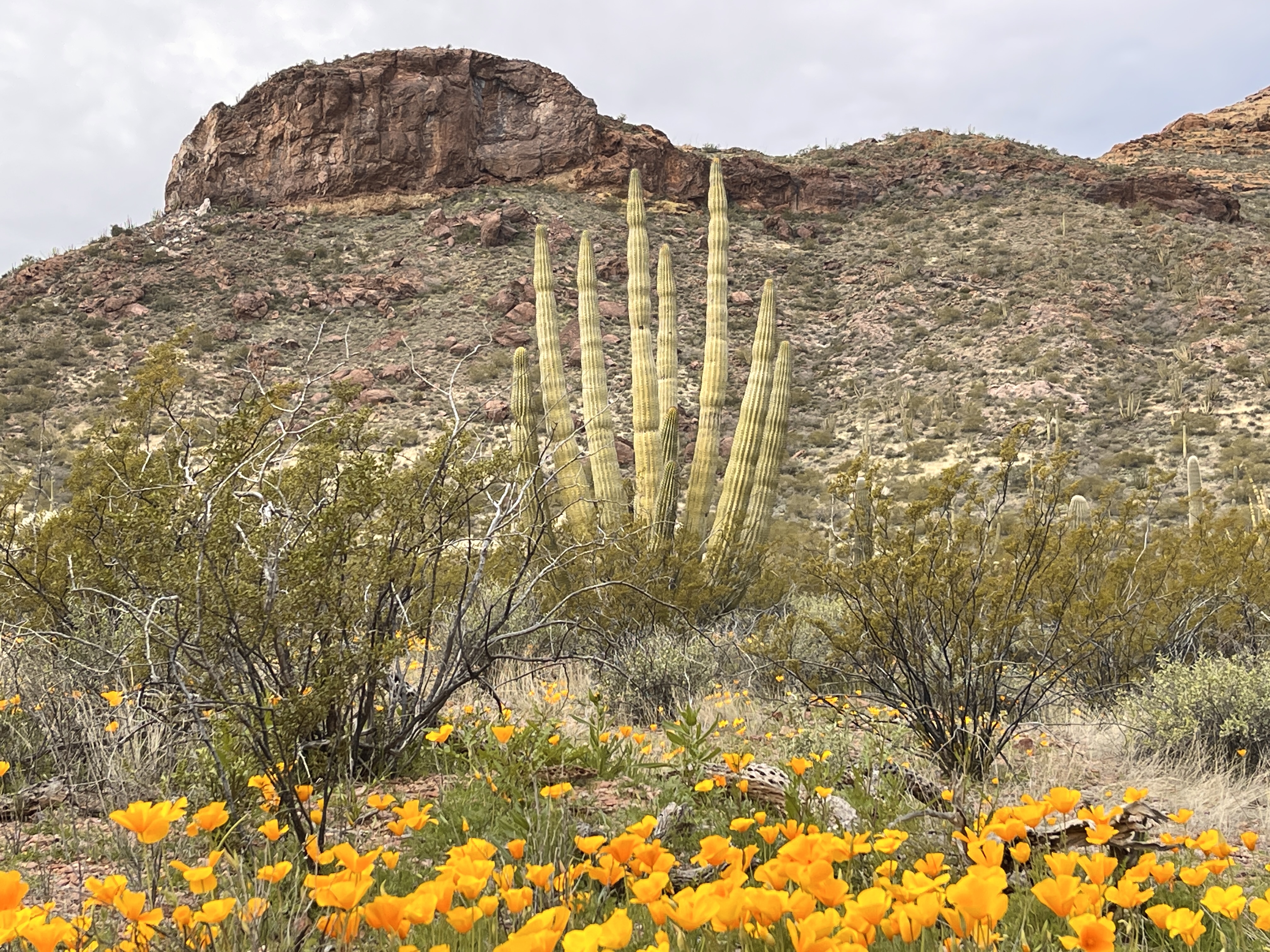Bright orange poppies surround an organ pipe with brown mountains in the background.