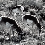 Pronghorn Black & White