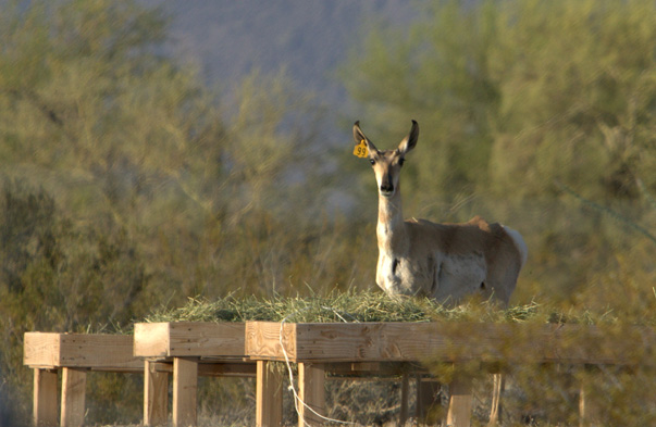 Pronghorn At Feeding Station