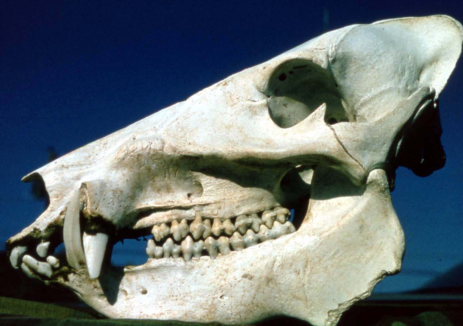 Javelina Skull